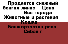 Продается снежный бенгал(линкс) › Цена ­ 25 000 - Все города Животные и растения » Кошки   . Башкортостан респ.,Сибай г.